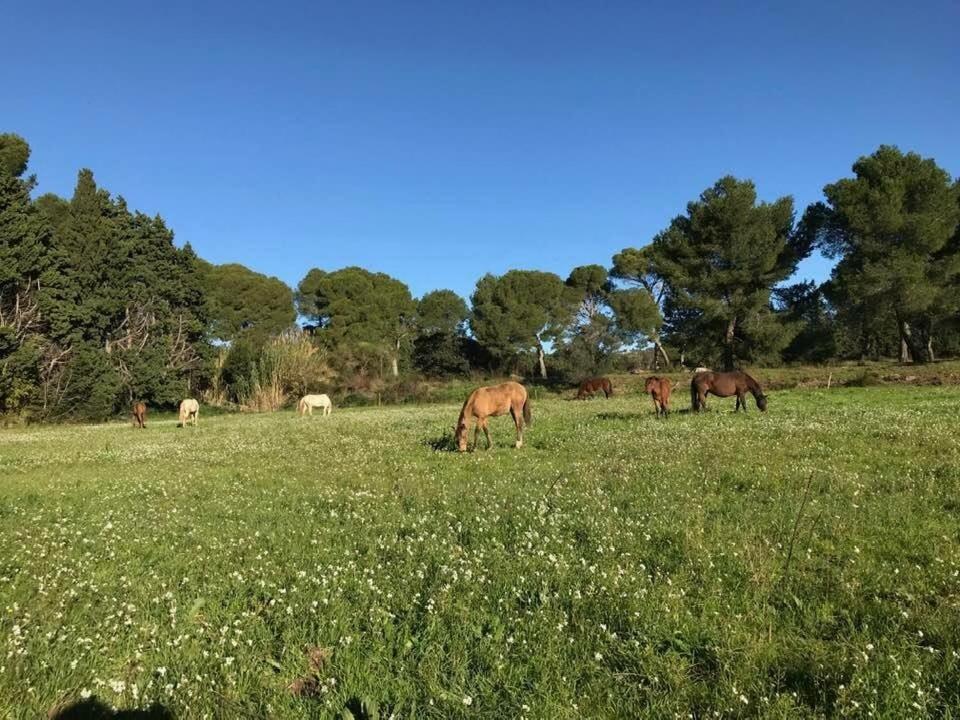 Domaine Cap Rubis Bed & Breakfast Paradou Exterior foto